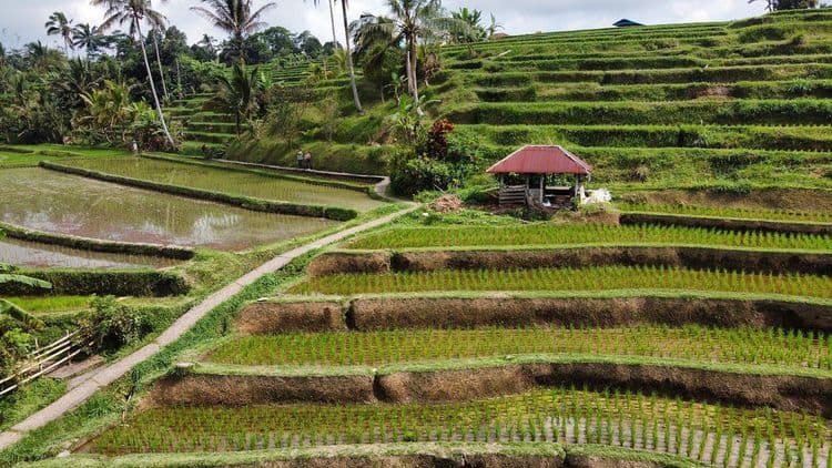Tanah Lot and North Bali Tour: Scenic Journey - Image 5