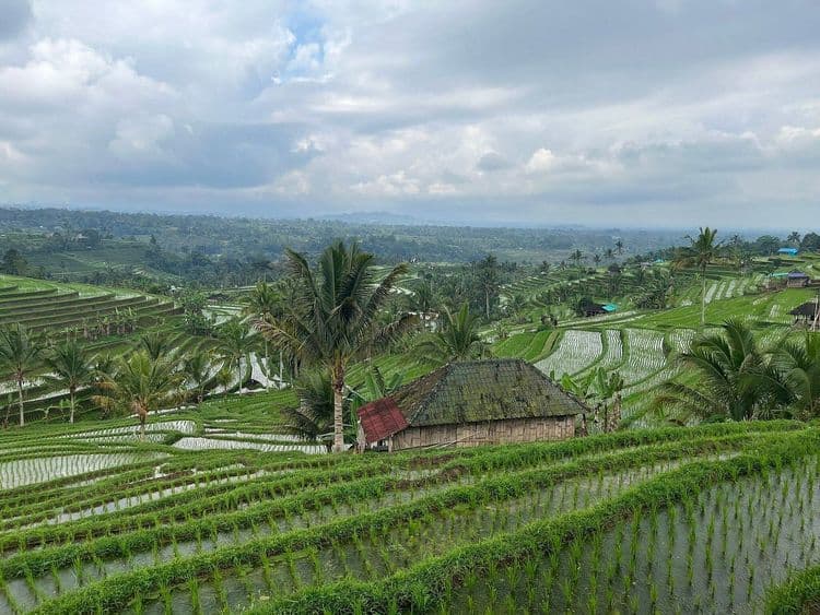 Tanah Lot and North Bali Tour: Scenic Journey - Image 7