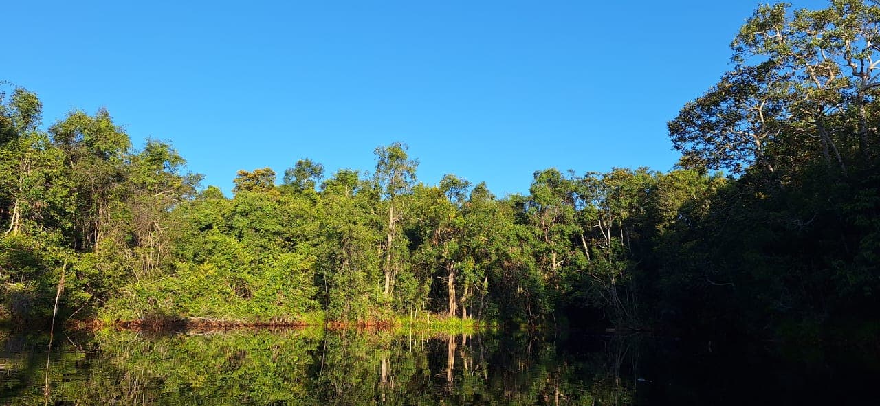 4D3N Orangutan Experience Tour - Main image