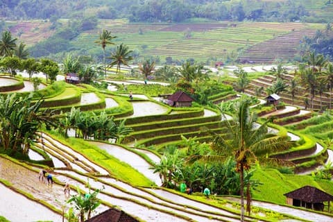 Bali Full Day Water Temples and UNESCO Rice Terraces Tour - Image 8