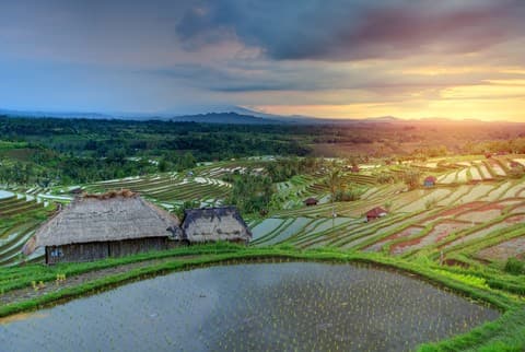 Bali Full Day Water Temples and UNESCO Rice Terraces Tour - Image 3