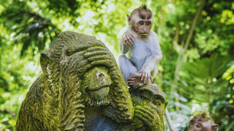 Private Full-Day Tour: Balinese Temples and Rice Terraces - Image 3