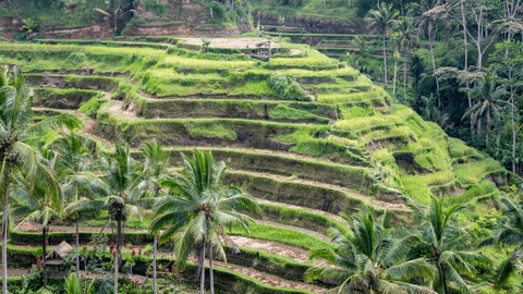 Sacred Bali Journey: Besakih Temple, Kintamani & Tirta Empul - Image 7