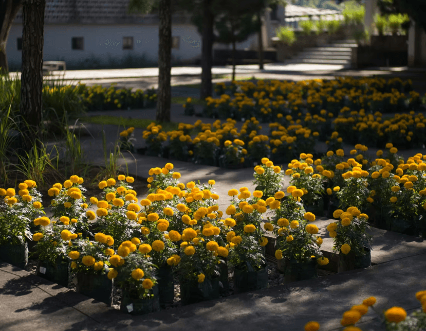 Sabuk Lawu: 3-Day Cultural & Wellness Retreat at Rumah Atsiri – Citronella Room - Image 7